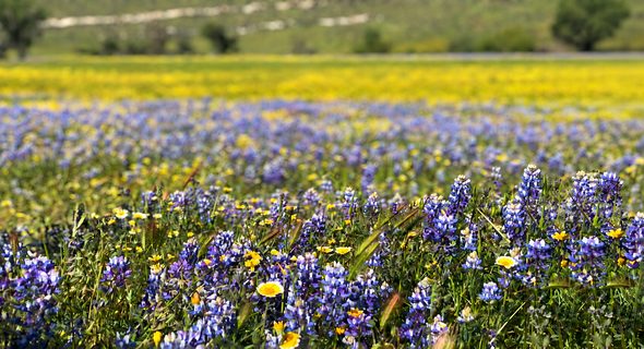 Wildflower superbloom at Carrizo Plain National Monument