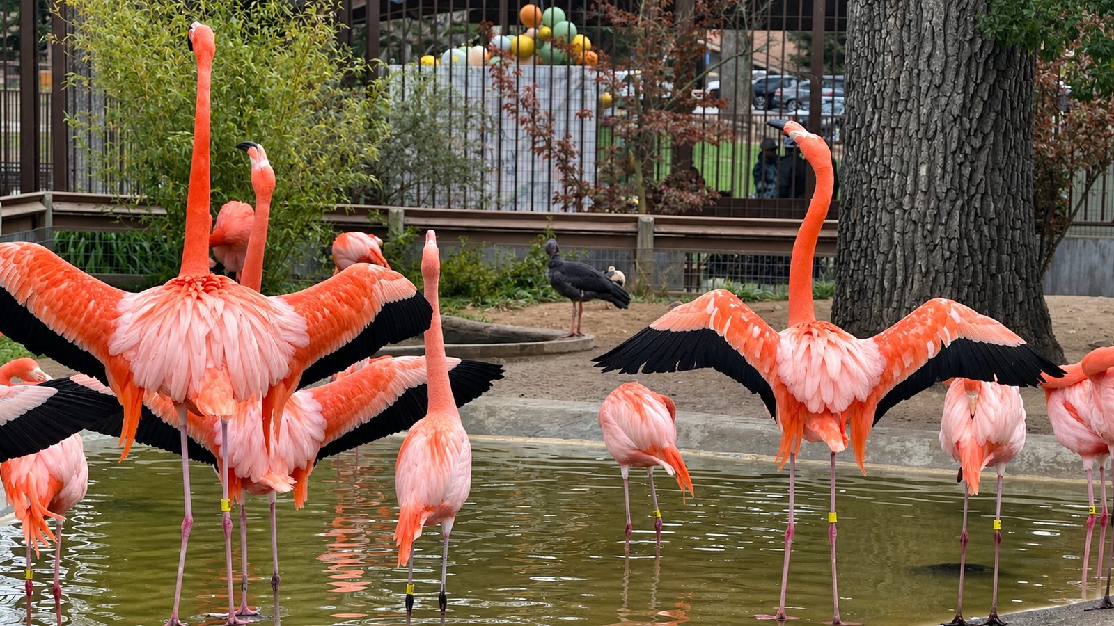 Flamingos at the Central Coast Zoo, Atascadero