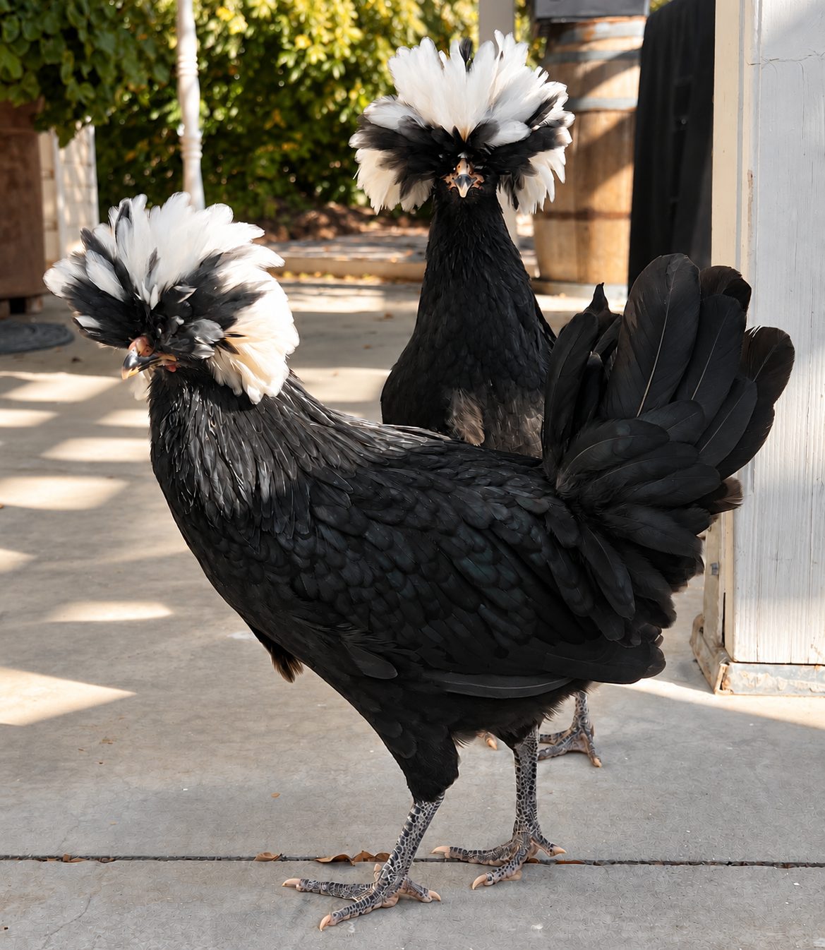 Leila's chickens