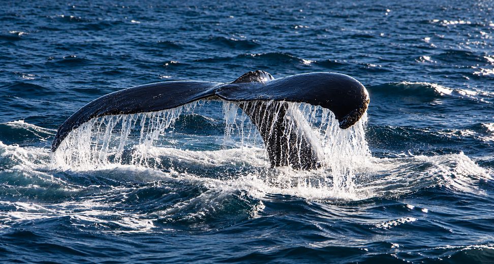 A whale's tail off Morro Bay