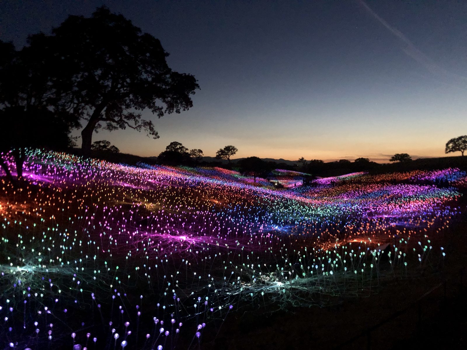 Sensorio's illuminated light field at sunset, Paso Robles